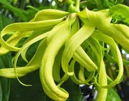 Image result for bunga wangi images