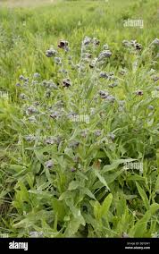 Image result for Cynoglossum coeruleum