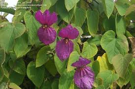 Image result for Dalechampia capensis