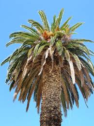 how to identify species of palm trees owlcation