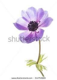 Gentle Beautiful Lilac Flower Anemone Buttercup Family With Fringed Leaves On A White Background Isolated Red Anemone Anemone White Background