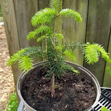 Image result for Vincetoxicum stenolobum