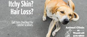 Image result for how to wash a dog with happy jack mange treatment?