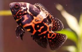 Untuk harganya mirip dengan ikan oscar albino, yaitu yang masih kecil sekitar 55.000 sedangkan yang sudah dewasa harga ikan oscar lemon mencapai 150.000 untuk per. Ikan Oscar Jenis Ikan Hias Cichlid Yang Indah Halaman All Kompasiana Com