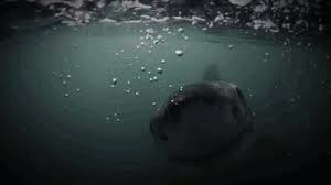 Easily generate your gifs for your marketing campaign, presentation and blog at motionelements. Pocket Full Of Sunshine Monster Jam Megalodon Gif Find On Gifer