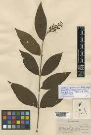 Image result for Bertiera