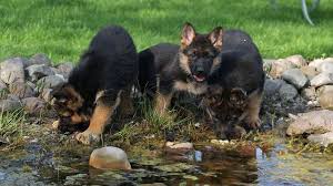 I have some solid black , black and tan, and some black and location: German Shepherd Breeder In Tucson Arizona Zauberberg