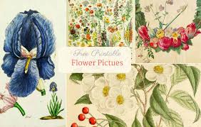 Download these amazing cliparts absolutely free and use these for creating your presentation, blog or website. Beautiful Free Vintage Flower Pictures To Download Picture Box Blue