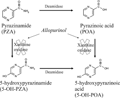 Image result for Pyrazinamide