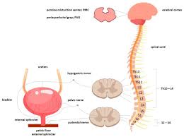 Image result for Bladder Antispasmodic