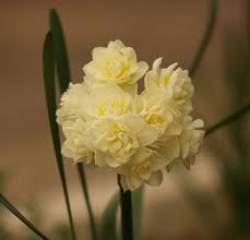 We did not find results for: Garden Bloggers Bloom Day February 2009 Central Texas Gardener Garden Bloggers Types Of Flowers Daffodils