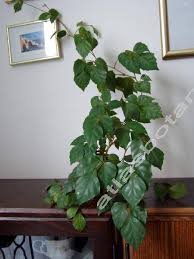 Image result for Rhoicissus rhomboidea