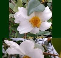 Camellia plants and seeds at Camellia Forest Nursery ...