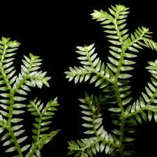 Image result for Selaginella lewalleana