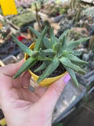 Image result for Nananthus aloides