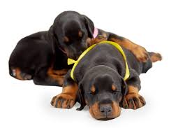 Mar 07, 2021 · whenever they're not sleeping, puppies are running around and looking for things to explore. What To Do About A Lazy Doberman Puppy Average Sleep Times Doberman Planet