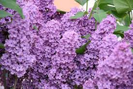 Grandma S Lilac Garden Lilac Gardening Lilac Plant Lilac