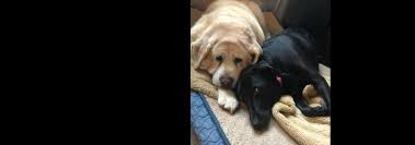 Maybe you would like to learn more about one of these? Indiana And Illinois Lab Rescue Cilra
