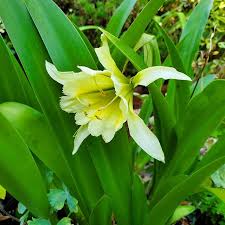 Image result for Ismene narcissiflora