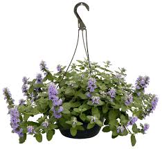 We did not find results for: Nepeta Purple Haze Terra Nova Nurseries Inc
