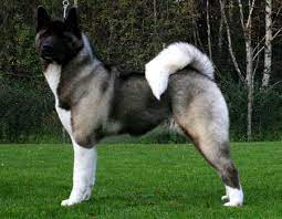 Search only for aikido hund American Akita Hunderasse A Hundeseite De