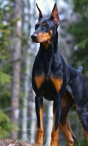 pin ot polzovatelya susan k na doske animals doberman samaya bolshaya sobaka shenki