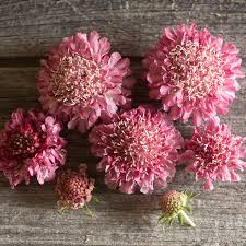 Image result for Scabiosa