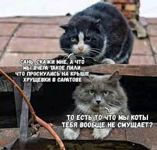 27 noyabrya 2017 zhurnal mihaila krechmara funny animals cute memes funny gif