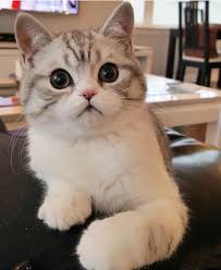 here kitty kitty kitty おしゃれまとめの人気アイデア pinterest duckcrt 子猫 かわいい子猫 キュートな猫