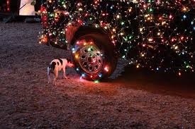 Dog Car Christmas Lights Wallpapers Hd Desktop And Mobile Backgrounds