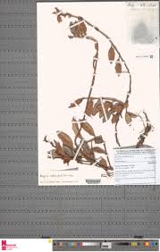 Image result for Begonia subscutata