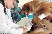 Image result for Overweight man saved by a dog