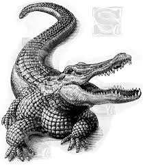 Crocodile Art Google Search Crocodile Illustration Art Art Google
