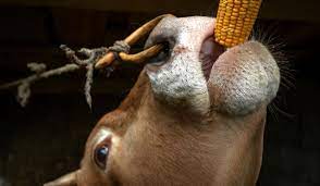 But a kansas state university veterinarian says while eating kernels of corn generally does not pose a health risk for most dogs, the corncob can be a credit: Should Cows Eat Corn Farmhouse Guide