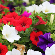 Image result for foto petúnie