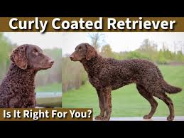 Image result for curly coated retrívr