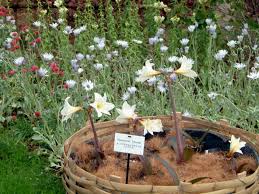 Image result for Hippeastrum sp. cultivars