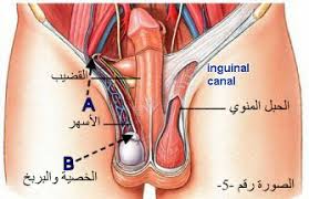 الجهاز التناسلي الذكري الطبيعي العيادة البولية التناسلية