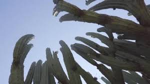 Image result for Lophocereus marginatus