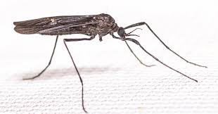 Image result for Gnidia inconspicua