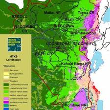 Image result for Blotiella bouxiniana