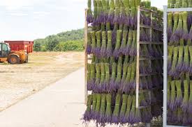 Send flowers to your friends or family in holland / the netherlands. Dried Lavender Dutch Masters In Dried Flowers