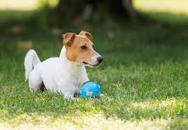 Vendita cucciolo jack russel da allevatore. Jack Russel Carattere Malattie E Come Educarlo I Consigli Del Veterinario Greenme