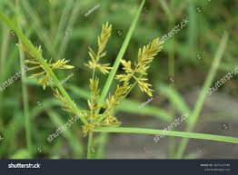 Image result for Microcharis