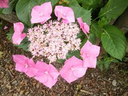Whether you want summer garden flowers for display, for home use, or for cut flowers indoors. Summer Flowers Choose The Best For Your Pots And Borders Rattan Direct