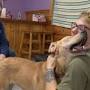 Profile Picture of Injured, abused dogs inspire staff at Lewis County Humane Societyon Google
