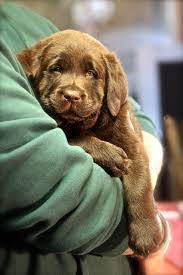 7 Week Old Chocolate Boy Labrador Puppy Labrador Puppy Training Lab Puppies
