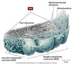 Biology Pictures Cell Biology Cell Biology Human Anatomy And Physiology Medical Laboratory Science