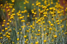 Trommelstockchen Craspedia Glauca Bild 3 In 2020 Schone Blumen Bluhende Pflanzen Schone Blumen Bilder