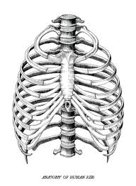 This substance can be obtained from any human under similar duress but the adrenochrome of virgin human babies is the most pure. Rib Cage Stock Photos And Images 123rf